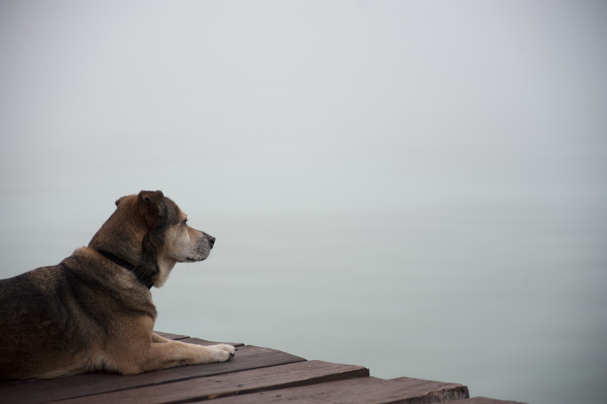 The dogs of Villa Palapa, Pehaltun Villas on Laguna Bacalar, Mexico